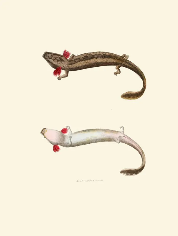 Menobranchus Lateralis Wall Art by John Edwards Holbrook - High-Resolution Digital Print