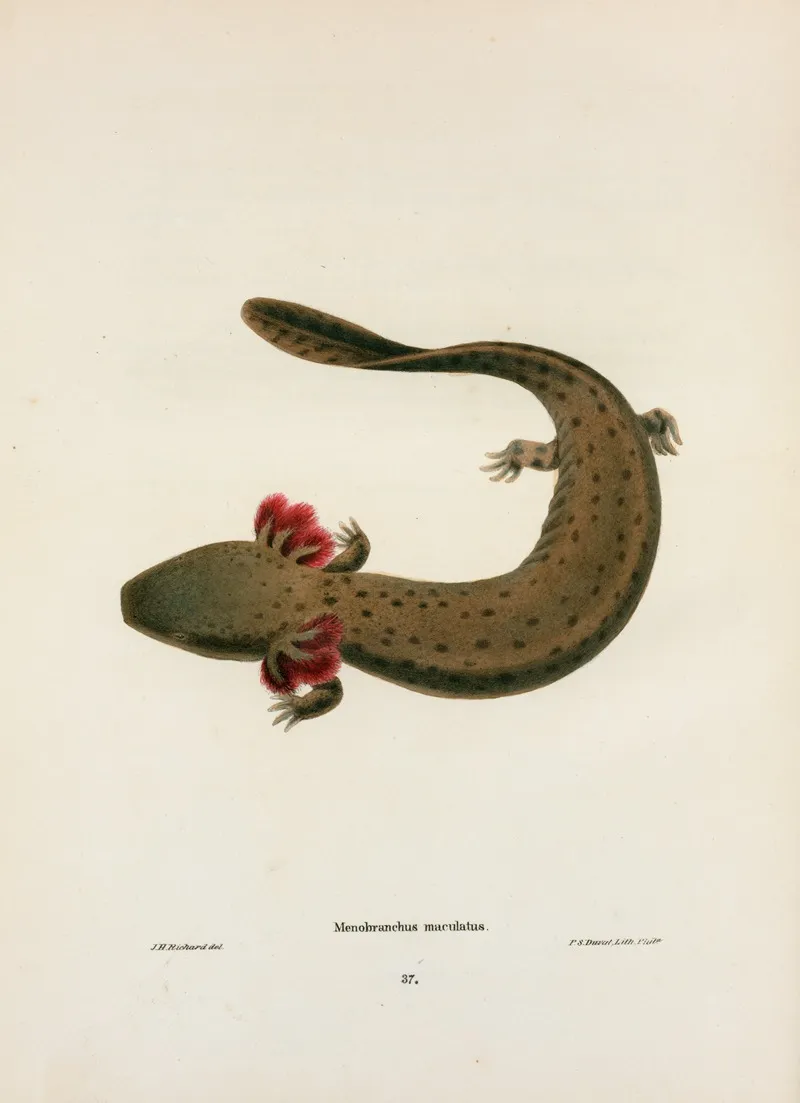 Menobranchus Maculatus 2 Wall Art by John Edwards Holbrook - High-Resolution Digital Print