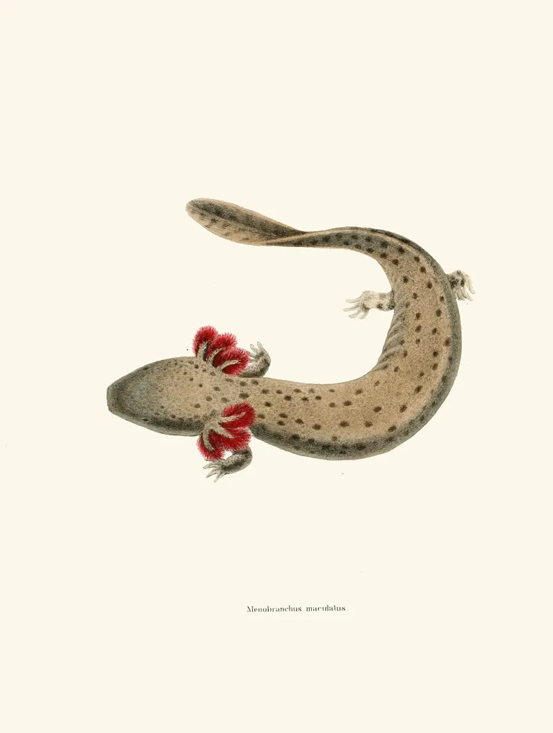 Menobranchus Maculatus Wall Art by John Edwards Holbrook - High-Resolution Digital Print