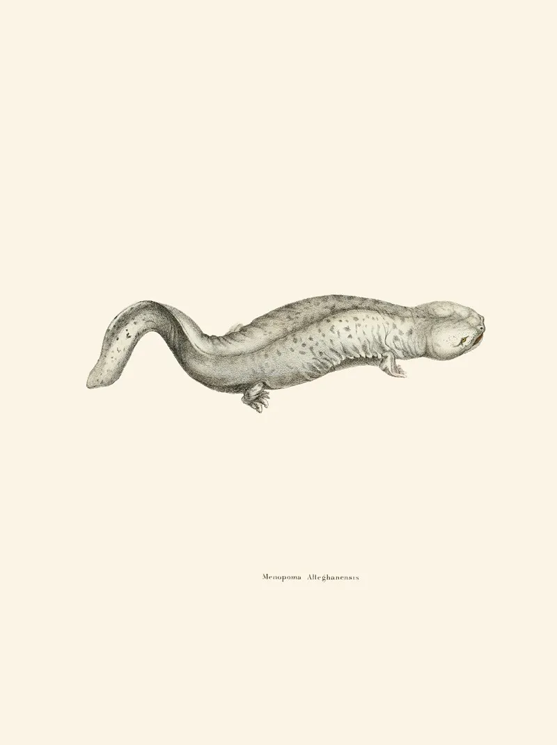 Menopoma Alleghanensis Wall Art by John Edwards Holbrook - High-Resolution Digital Print