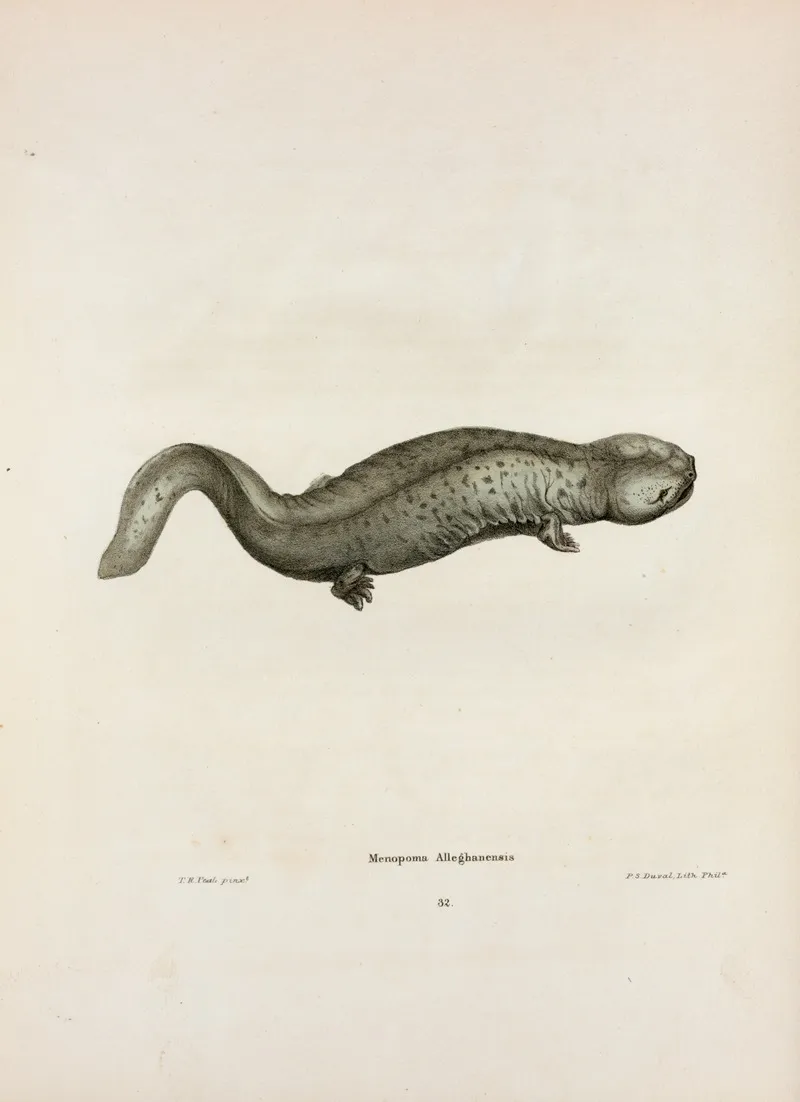 Menopoma Alleghaniensis Wall Art by John Edwards Holbrook - High-Resolution Digital Print