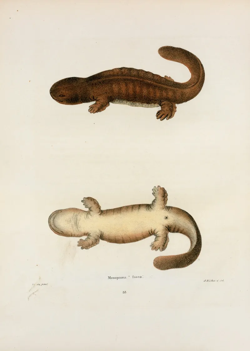 Menopoma Fusca 2 Wall Art by John Edwards Holbrook - High-Resolution Digital Print