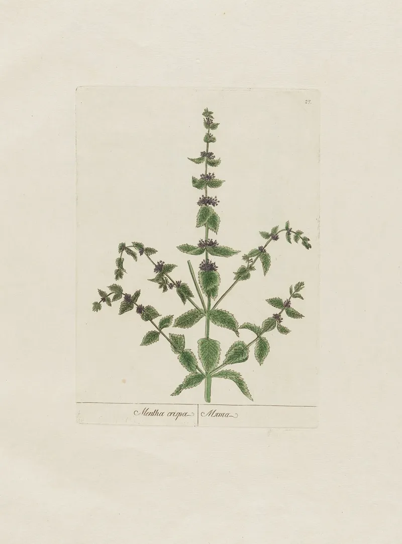 Mentha Crispa Wall Art by Petr Martynovich Gofman - High-Resolution Digital Print