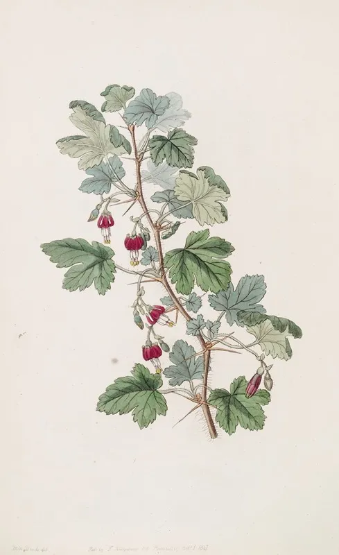 Menzies Gooseberry Wall Art by Sydenham Edwards - High-Resolution Digital Print
