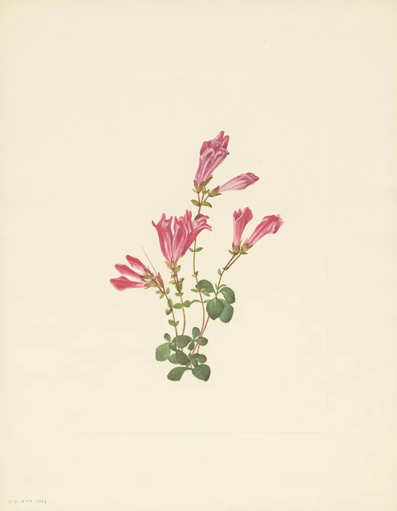 Menzies Pentstemon Pentstemon Menziesii 3