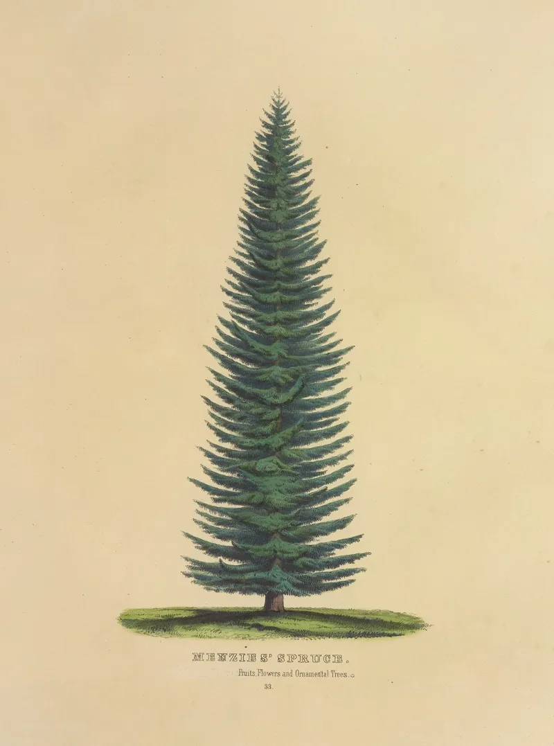 Menzies Spruce Wall Art by Dellon Marcus Dewey - High-Resolution Digital Print