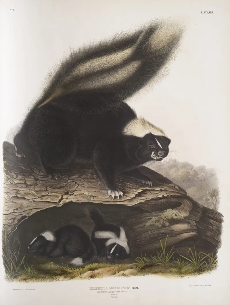 Mephitis Americana Common American Skunk Natural Size Female Wall Art by John Woodhouse Audubon - High-Resolution Digital Print