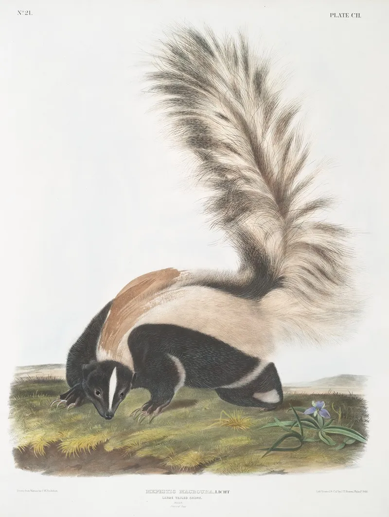 Mephitis Macroura Large Tailed Skunk Male Natural Size Wall Art by John Woodhouse Audubon - High-Resolution Digital Print