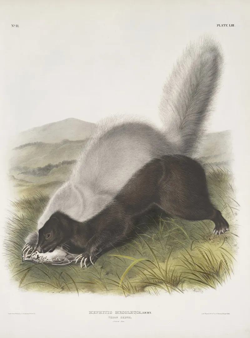 Mephitis Mesoleuca Texan Skunk Natural Size Wall Art by John Woodhouse Audubon - High-Resolution Digital Print