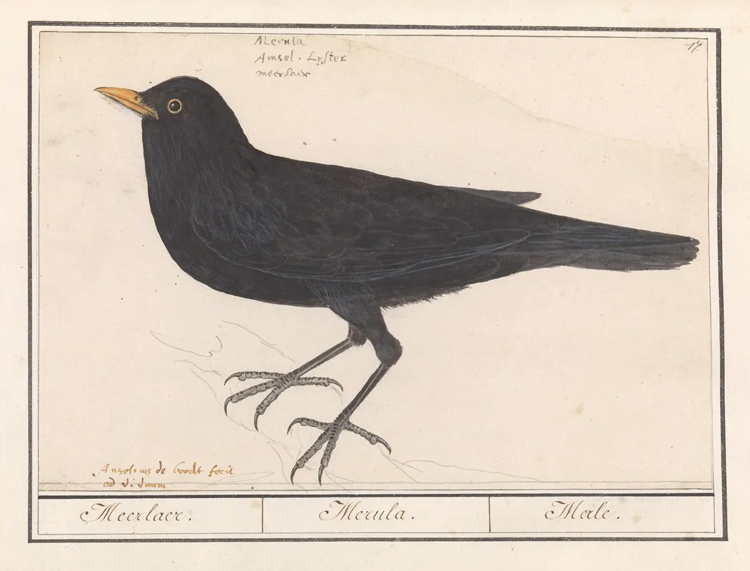 Merel Turdus Merula Wall Art by Anselmus Boëtius de Boodt - High-Resolution Digital Print