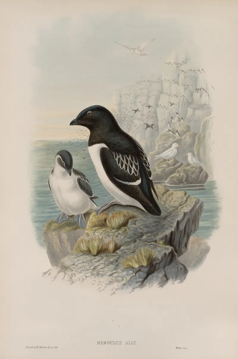 Mergulus Alle Little Auk Wall Art by John Gould - High-Resolution Digital Print