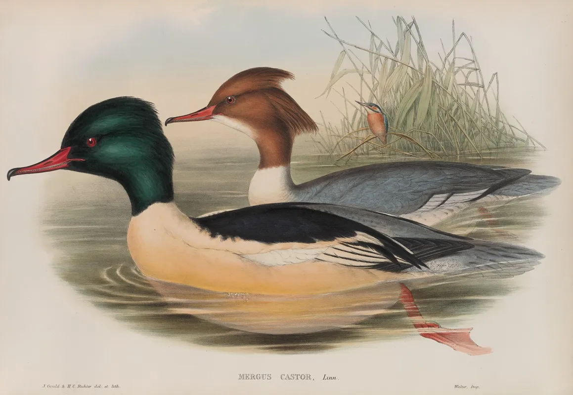 Mergus Castor Goosander Wall Art by John Gould - High-Resolution Digital Print