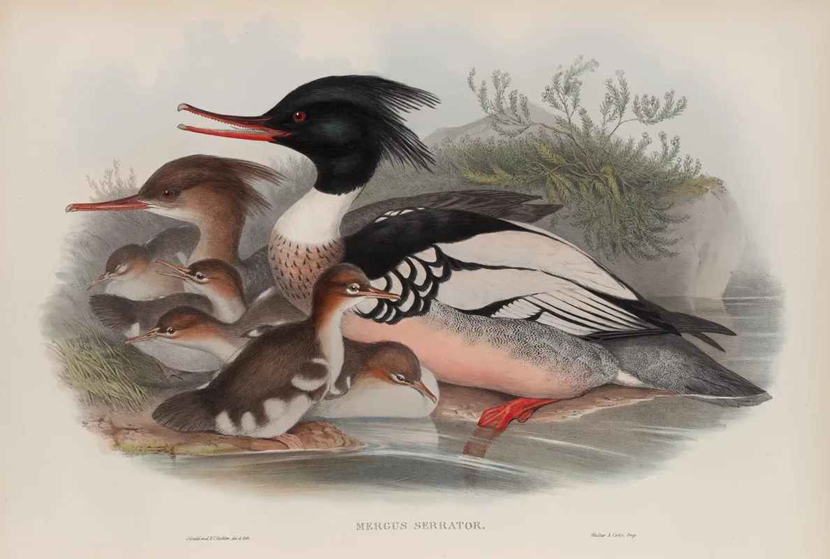 Mergus Serrator Merganser Wall Art by John Gould - High-Resolution Digital Print