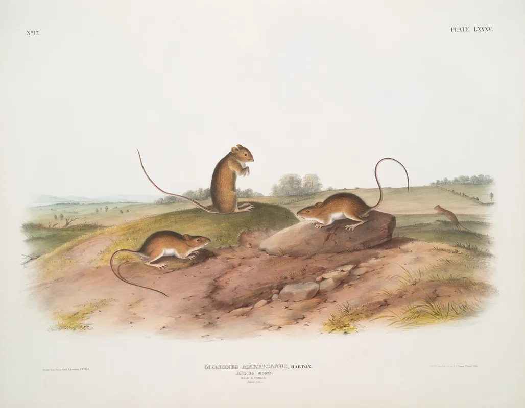 Meriones Americanus Jumping Mouse Male Female Natural Size Wall Art by John Woodhouse Audubon - High-Resolution Digital Print