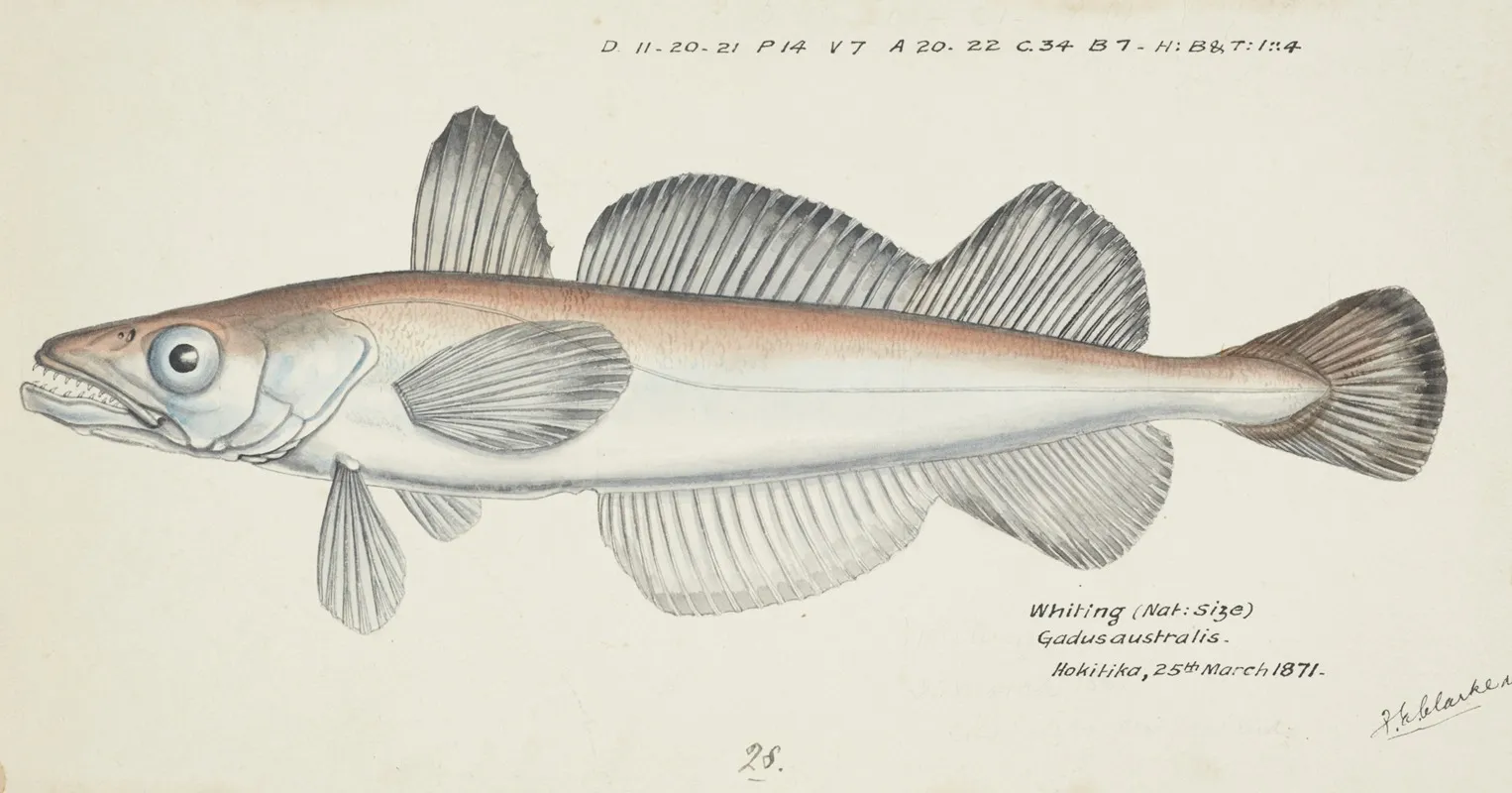 Merluccius Australis Nz Hake