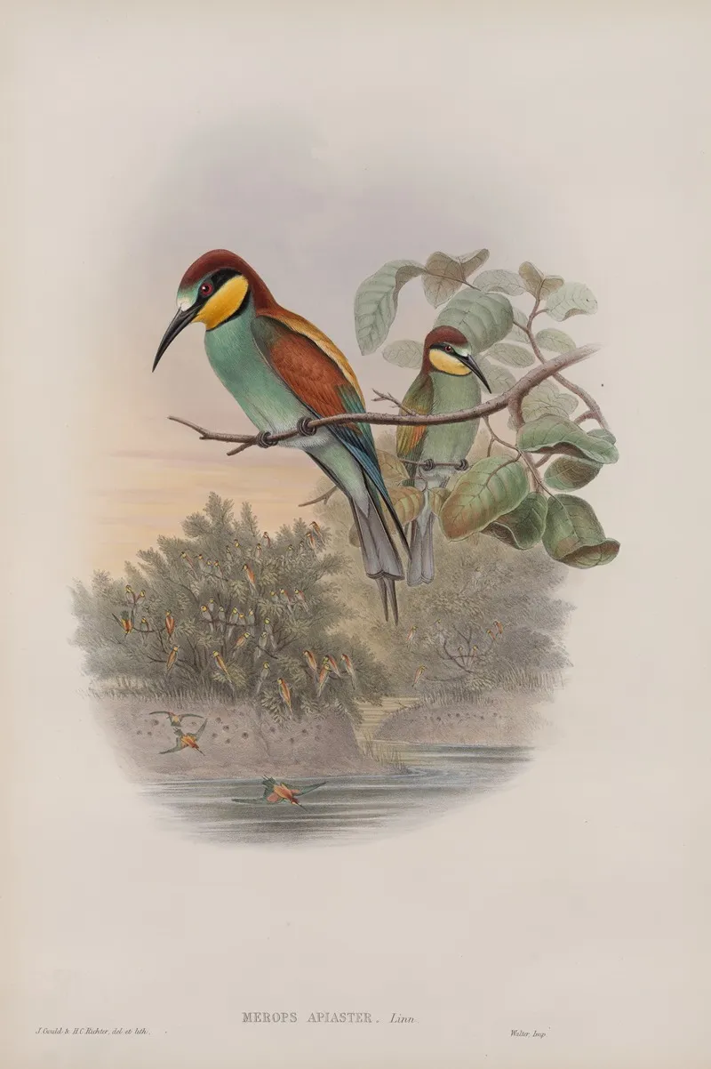 Merops Apiaster Bee Eater Wall Art by John Gould - High-Resolution Digital Print