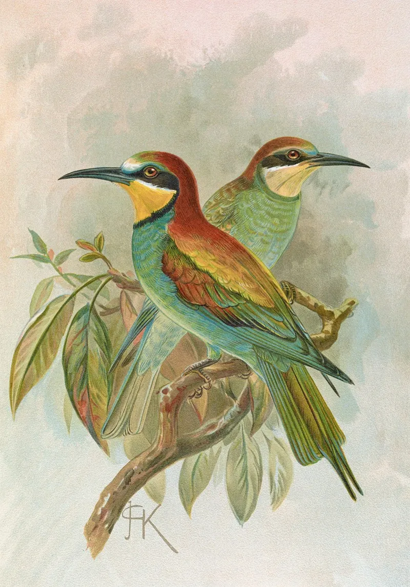 Merops Apiaster Wall Art by Johann Friedrich Naumann - High-Resolution Digital Print