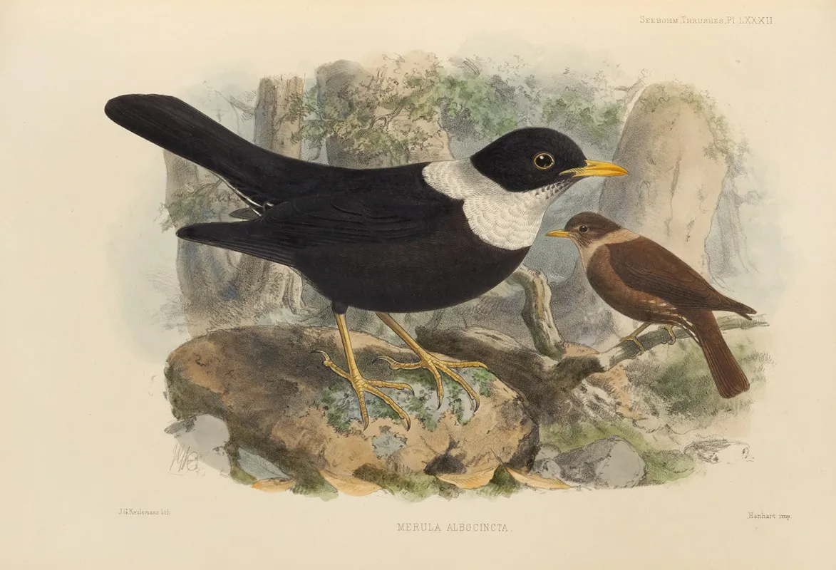 Merula Albicincta Wall Art by Henry Seebohm - High-Resolution Digital Print