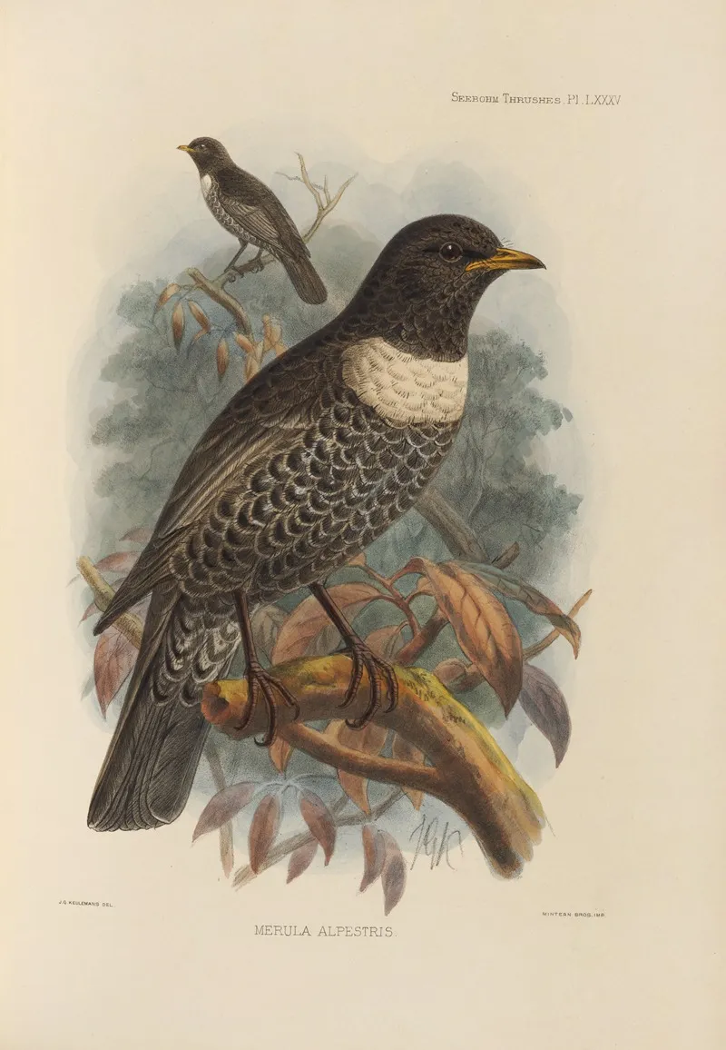 Merula Alpestris Wall Art by Henry Seebohm - High-Resolution Digital Print