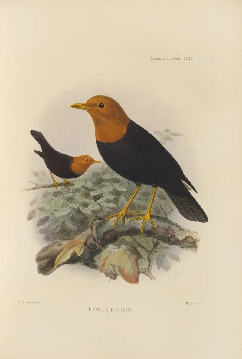 Merula Bicolor Wall Art by Henry Seebohm - High-Resolution Digital Print