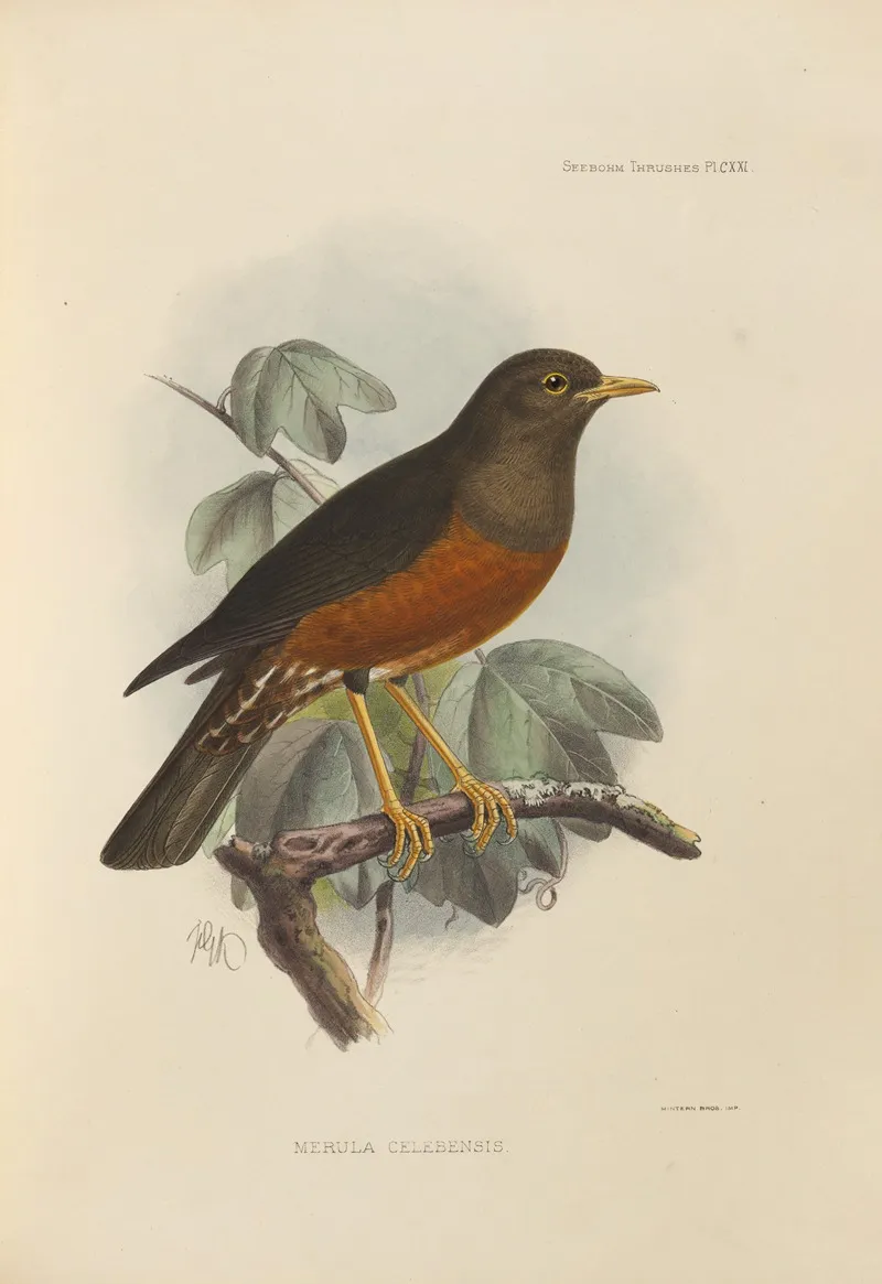 Merula Celebensis Wall Art by Henry Seebohm - High-Resolution Digital Print