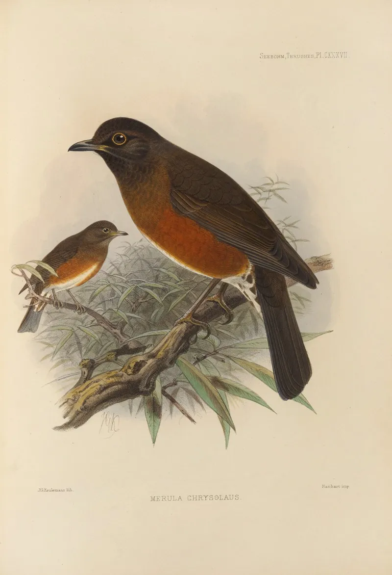 Merula Chrysolaus Wall Art by Henry Seebohm - High-Resolution Digital Print