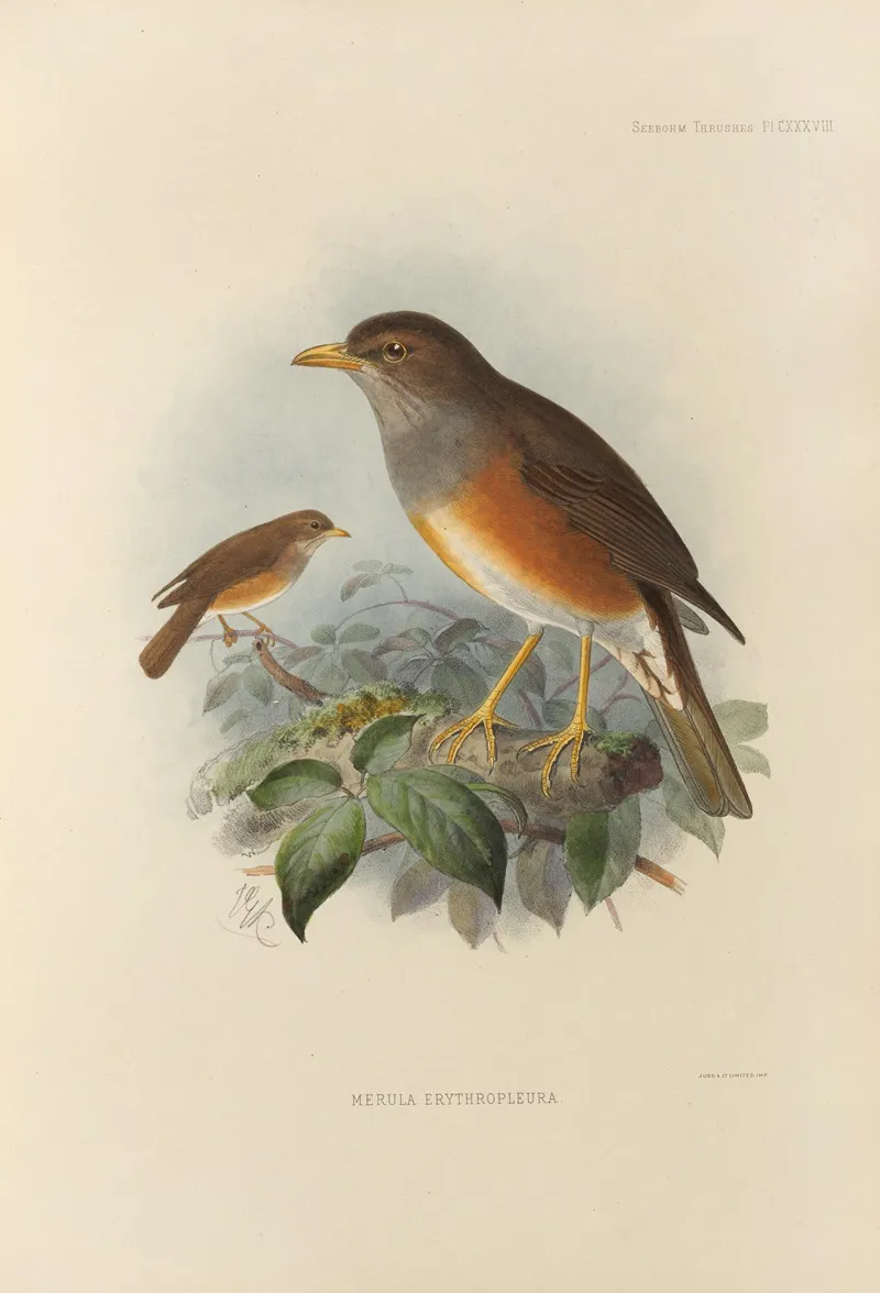 Merula Erythropleura Wall Art by Henry Seebohm - High-Resolution Digital Print