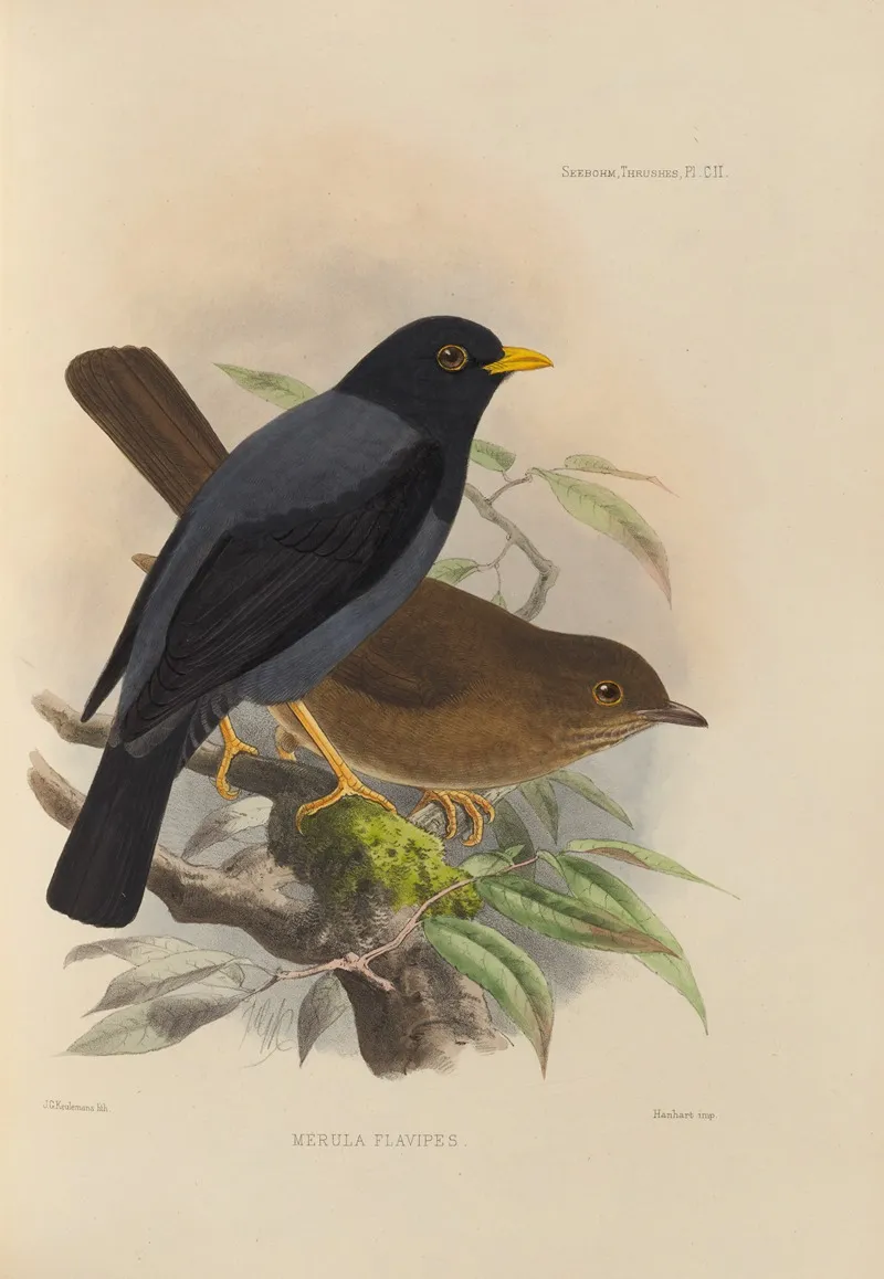 Merula Flavipes Wall Art by Henry Seebohm - High-Resolution Digital Print