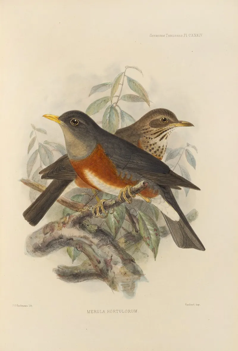 Merula Hortulorum Wall Art by Henry Seebohm - High-Resolution Digital Print