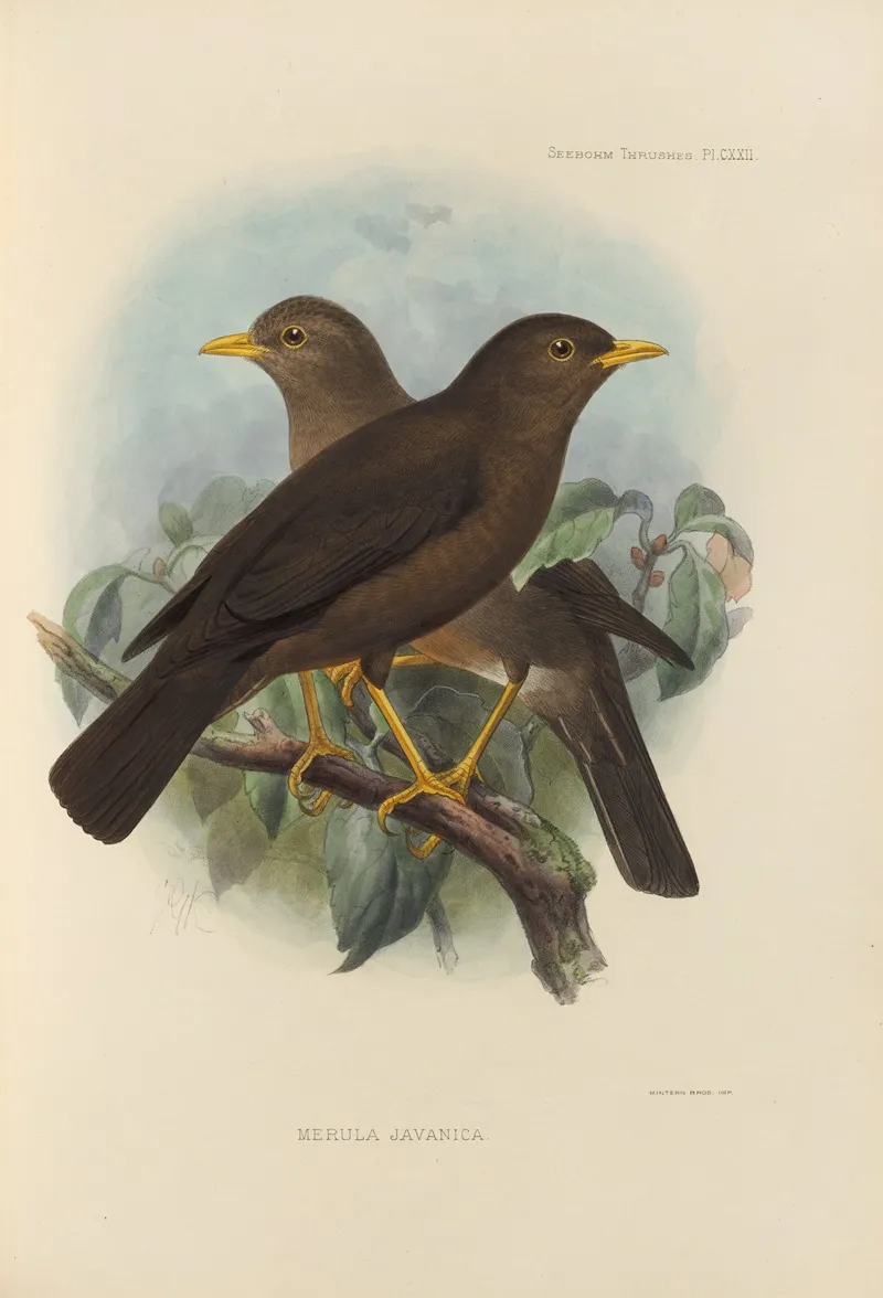 Merula Javanica Wall Art by Henry Seebohm - High-Resolution Digital Print