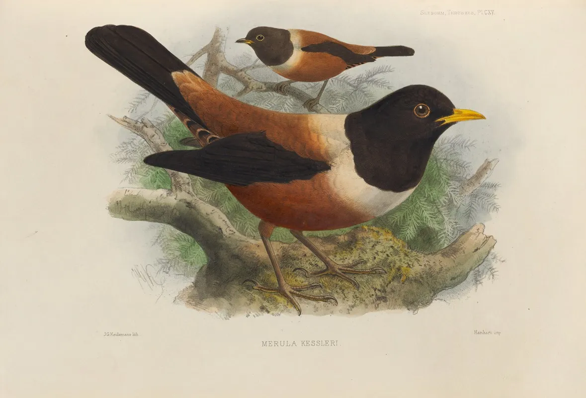 Merula Kessleri Wall Art by Henry Seebohm - High-Resolution Digital Print