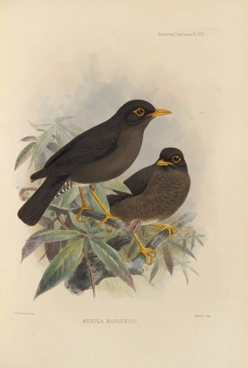 Merula Mareensis Wall Art by Henry Seebohm - High-Resolution Digital Print