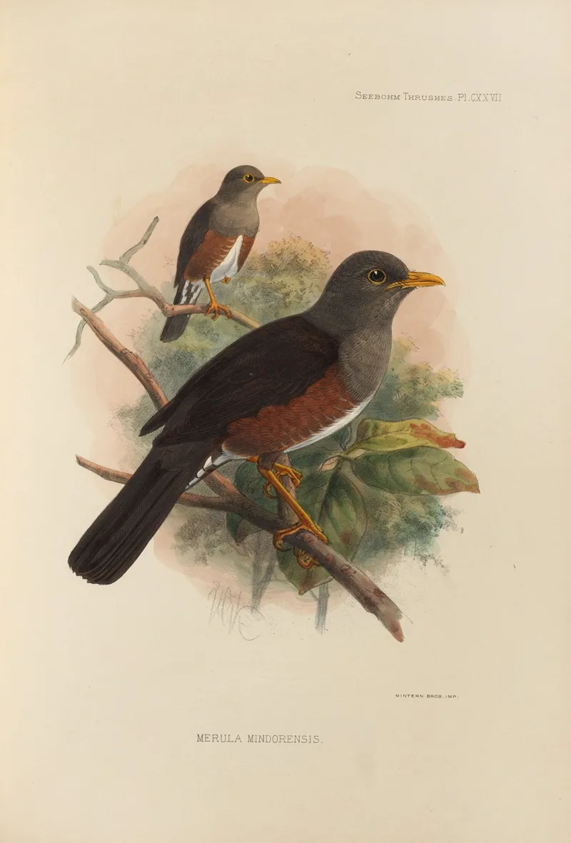 Merula Mindorensis Wall Art by Henry Seebohm - High-Resolution Digital Print
