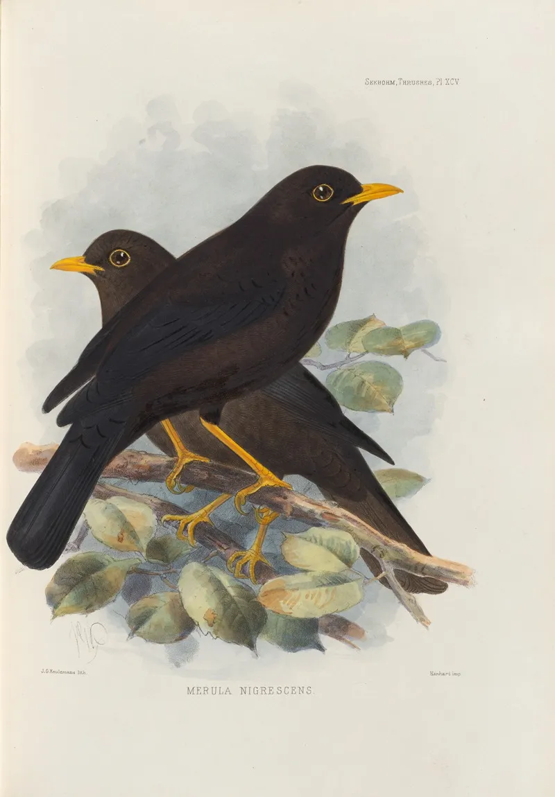 Merula Nigrescens Wall Art by Henry Seebohm - High-Resolution Digital Print