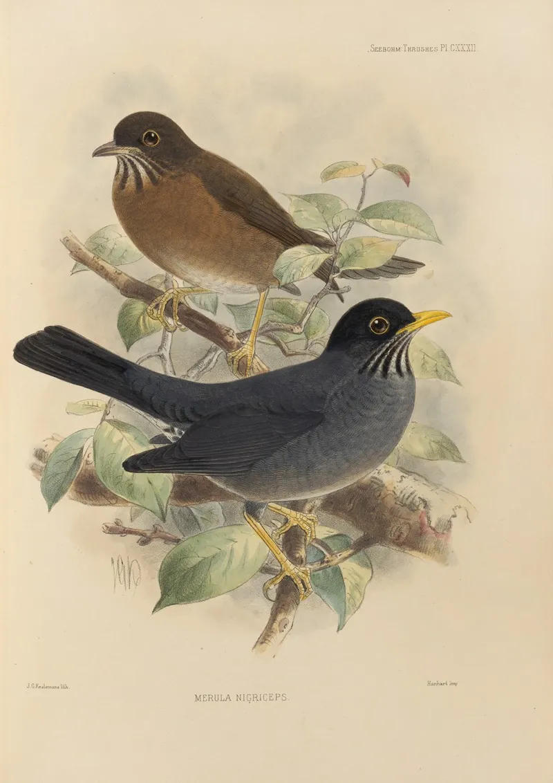 Merula Nigriceps Wall Art by Henry Seebohm - High-Resolution Digital Print
