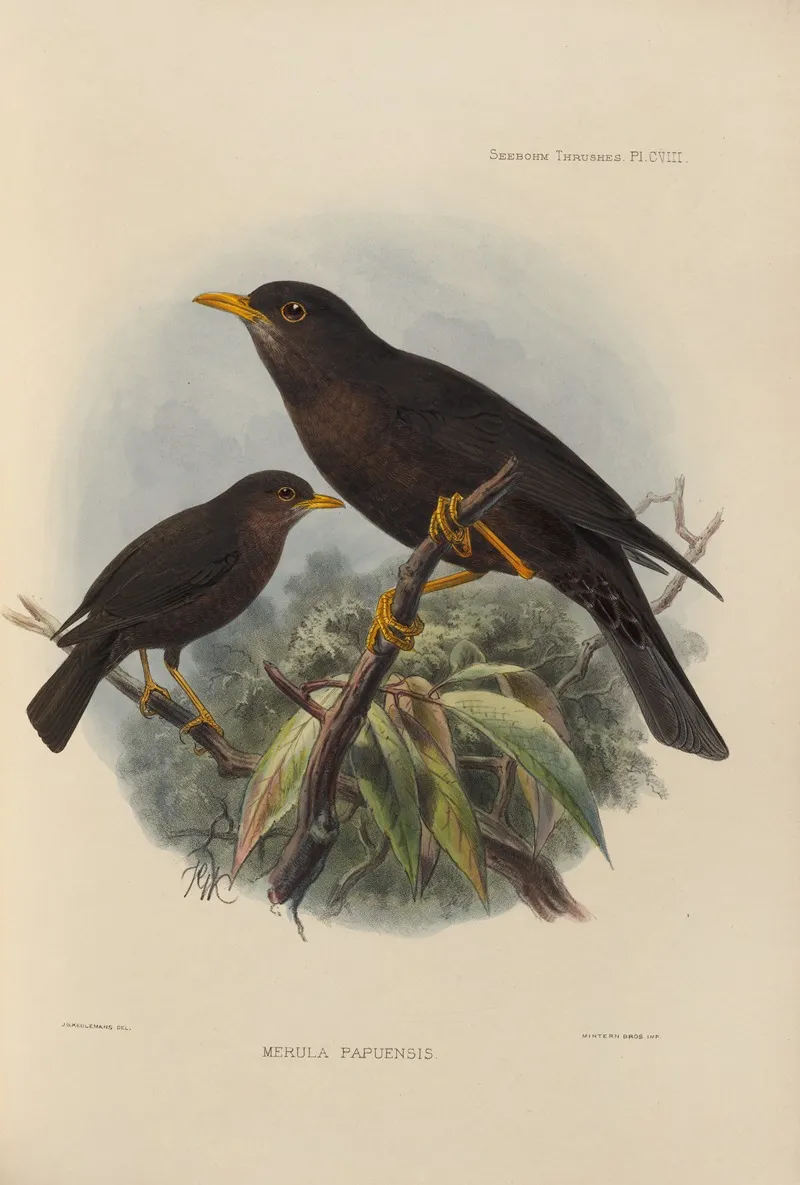 Merula Papuensis Wall Art by Henry Seebohm - High-Resolution Digital Print
