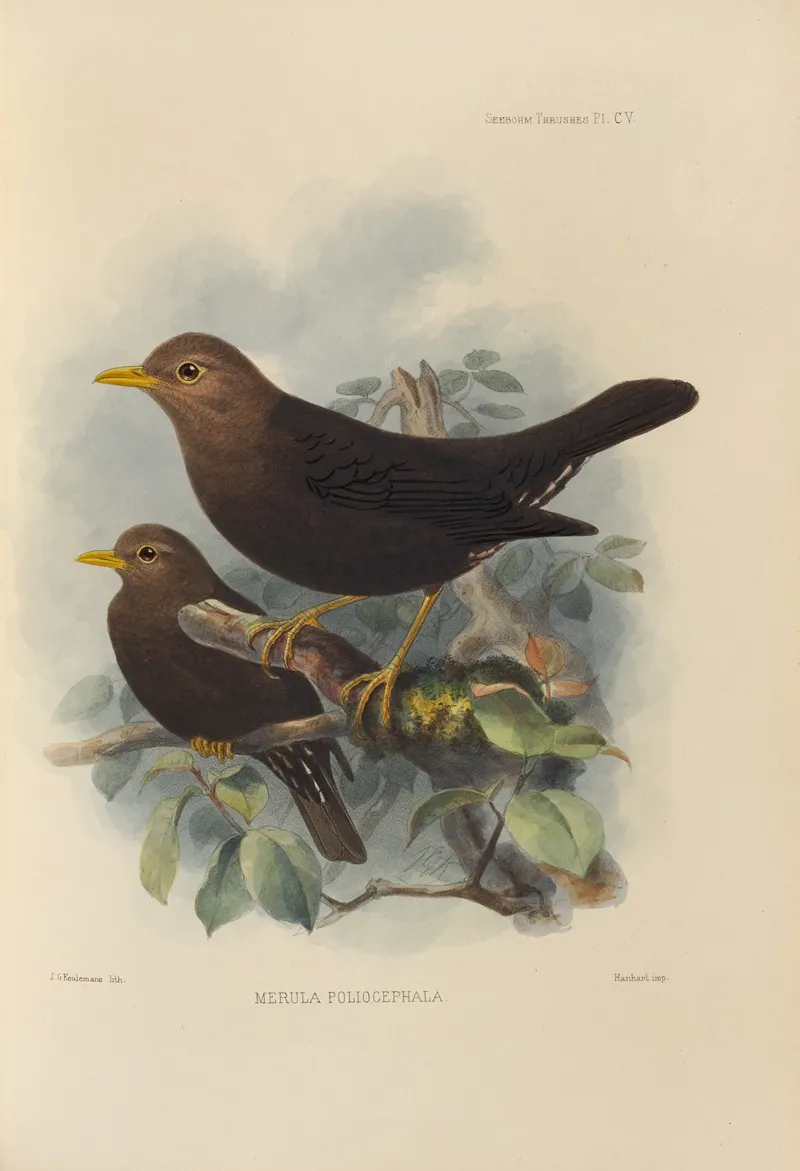 Merula Poliocephala Wall Art by Henry Seebohm - High-Resolution Digital Print