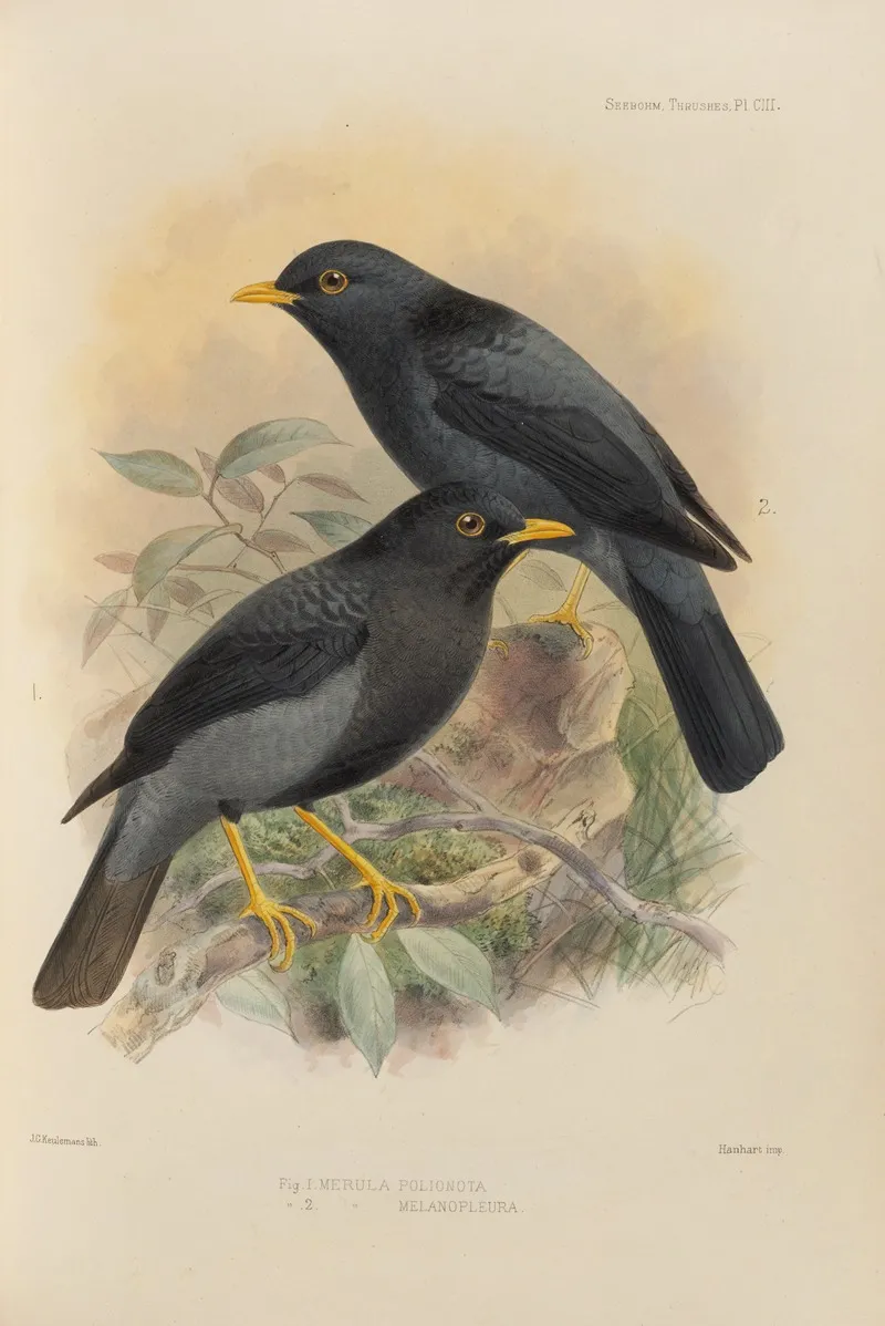 Merula Polionota Merula Melanopleura Wall Art by Henry Seebohm - High-Resolution Digital Print