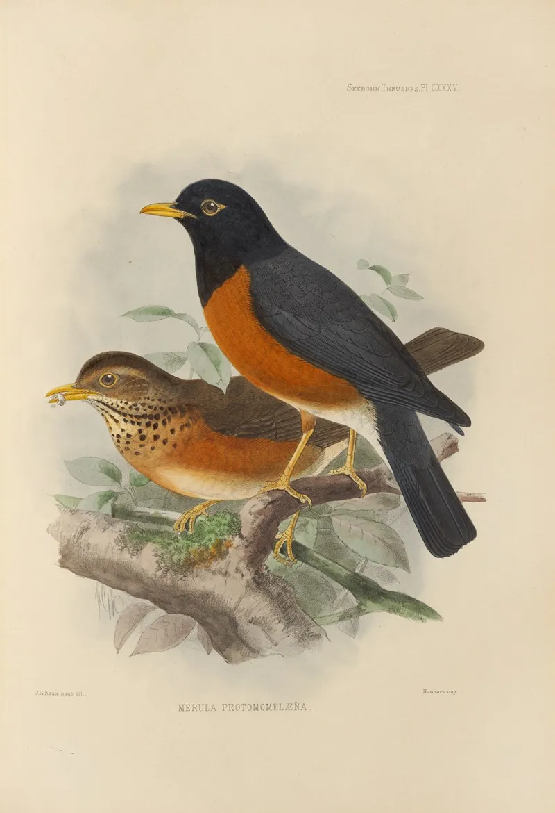 Merula Protomomelaena Wall Art by Henry Seebohm - High-Resolution Digital Print
