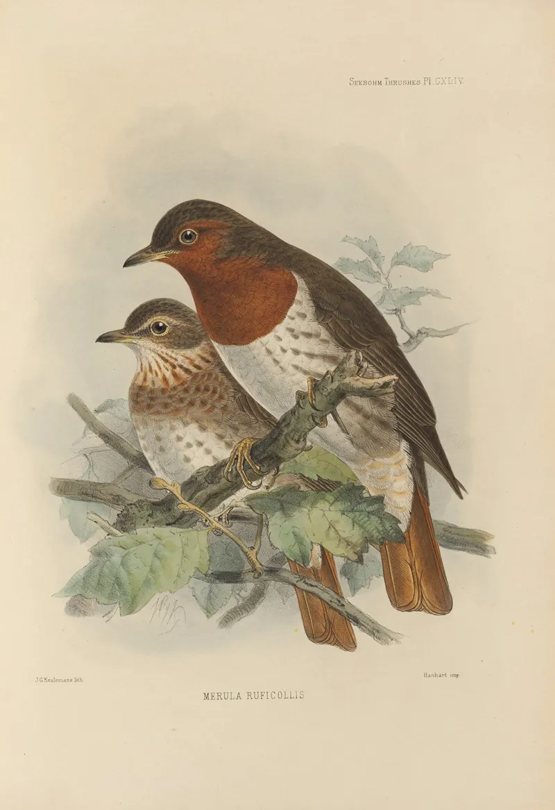 Merula Ruficollis Wall Art by Henry Seebohm - High-Resolution Digital Print