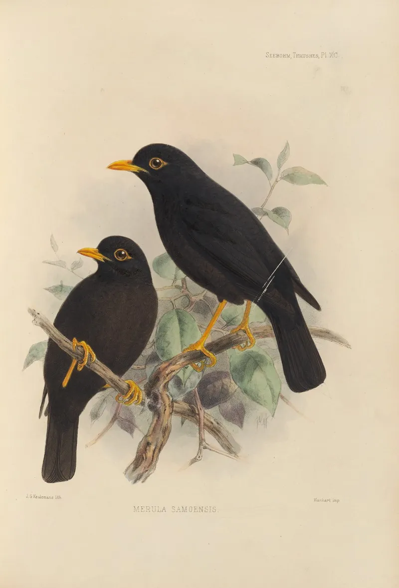 Merula Samoensis Wall Art by Henry Seebohm - High-Resolution Digital Print