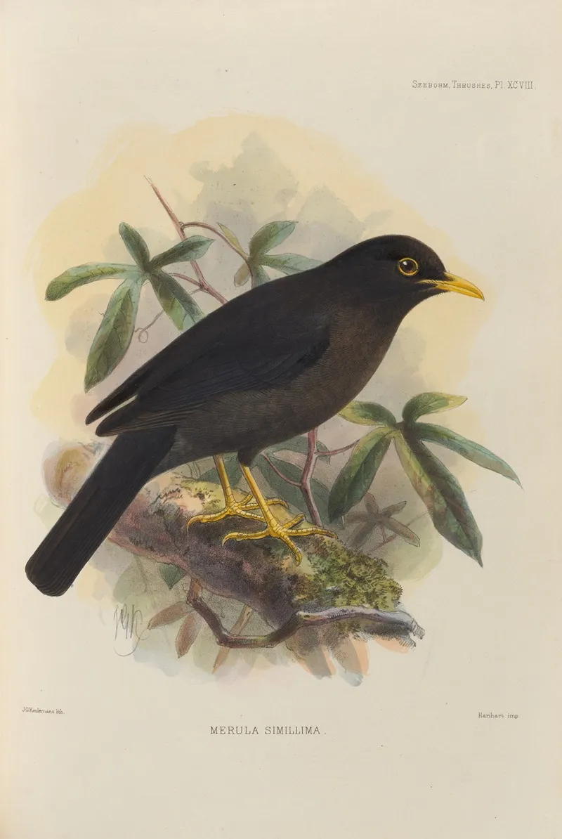 Merula Simillima Wall Art by Henry Seebohm - High-Resolution Digital Print