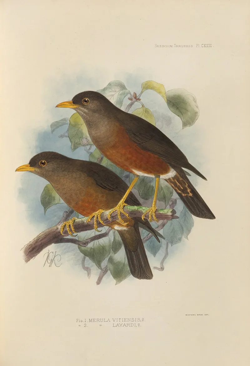 Merula Vitiensis Merula Layardi 2 Wall Art by Henry Seebohm - High-Resolution Digital Print