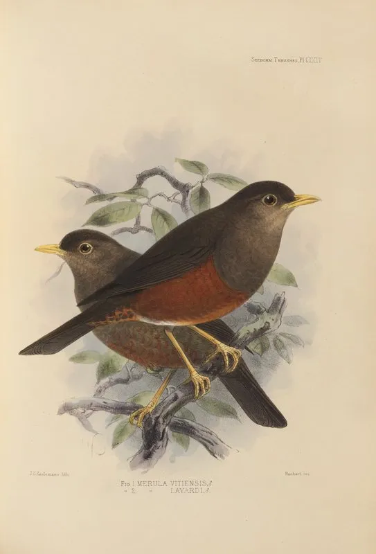 Merula Vitiensis Merula Layardi Wall Art by Henry Seebohm - High-Resolution Digital Print