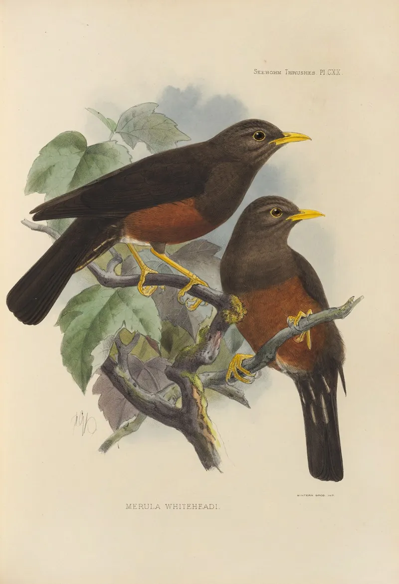 Merula Whiteheadi Wall Art by Henry Seebohm - High-Resolution Digital Print