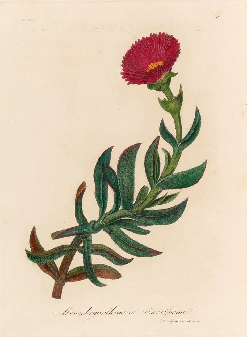 Mesembryanthemum Acinaciforme Wall Art by Gaetano Savi - High-Resolution Digital Print