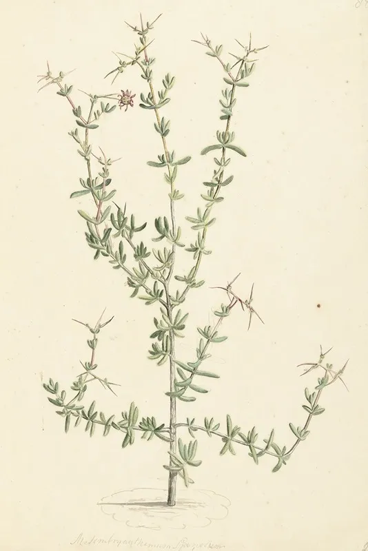 Mesembryanthemum Spinosum Wall Art by Laurens Vincentsz. van der Vinne - High-Resolution Digital Print