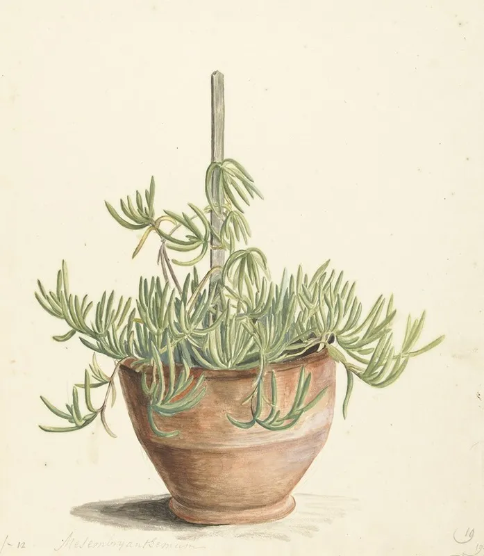 Mesembryanthemum Uit De Familie Der Aizoaceae Wall Art by Laurens Vincentsz. van der Vinne - High-Resolution Digital Print