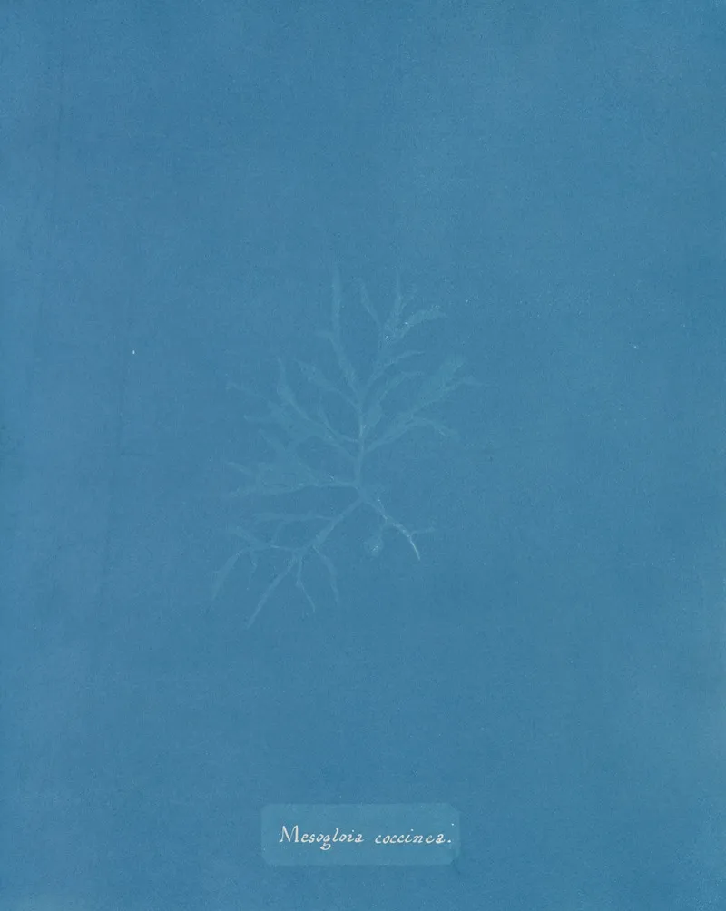 Mesogloia Coccinea Wall Art by Anna Atkins - High-Resolution Digital Print