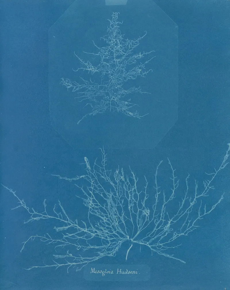 Mesogloia Hudsoni Wall Art by Anna Atkins - High-Resolution Digital Print